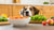 Why Do Dogs Always Want to Eat Human Food?