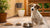 Why Do Dogs Beg for Food After Eating? Understanding and Managing Your Pup's Behavior