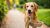 Why Do Dogs Carry Their Food Away to Eat? Understanding This Common Canine Behavior-140218335471