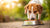 Why Do Dogs Don't Eat Their Food? Understanding Your Pup's Eating Habits-140411076847