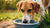 Why Do Dogs Dump Their Water Bowls? Understanding Canine Behavior and Solutions-140790694127