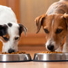 Why Do Dogs Eat Each Other's Food?