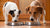 Why Do Dogs Eat Each Other's Food? Understanding Canine Behavior in Multi-Dog Households