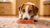 Why Do Dogs Eat Food on Carpet? Understanding Your Pup's Quirky Eating Habits
