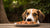 Why Do Dogs Eat Human Food? Understanding Our Furry Friends' Cravings-140140216559