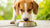 Why Do Dogs Eat Kibble? Understanding the Popularity of Kibble in Dog Diets