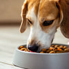 Why Do Dogs Eat Their Food Away From the Bowl?