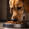 Why Do Dogs First Sniff Food Before They Eat It?