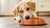 Why Do Dogs Flip Food Bowls? Understanding and Addressing Your Pup's Quirks