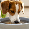 Why Do Dogs Flip Their Water Bowls? Understanding This Common Behavior
