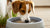 Why Do Dogs Flip Their Water Bowls? Understanding This Common Behavior