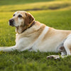 Why Do Dogs Gain Weight After Being Fixed? Understanding the Impact of Neutering on Pet Weight