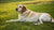 Why Do Dogs Gain Weight After Being Fixed? Understanding the Impact of Neutering on Pet Weight