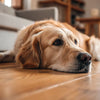 Why Do Dogs Gain Weight After Being Neutered? Understanding the Connection