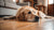 Why Do Dogs Gain Weight After Being Neutered? Understanding the Connection