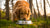 Why Do Dogs Have to Eat Dog Food? Understanding Our Canine Companions' Nutritional Needs-140303794415