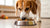 Why Do Dogs Hit Their Food Bowl? Understanding Their Behavior