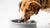 Why Do Dogs Kick Water Out of Their Bowl? Exploring the Splashy Behavior of Our Furry Friends-140790333679