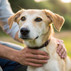Why Do Dogs Like Belly Rubs? Understanding Your Pup's Favorite Affection