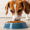 Why Do Dogs Like Cat Food So Much? Understanding the Appeal and Risks
