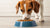 Why Do Dogs Like Cat Food So Much? Understanding the Appeal and Risks-140651266287