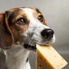 Why Do Dogs Like Cheese? Understanding Our Canine Companions' Love for Dairy