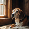 Why Do Dogs Like Dog Treats? Understanding Our Furry Friends' Snack Preferences