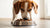 Why Do Dogs Like Food So Much? Exploring Their Bottomless Appetites-140651593967