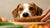 Why Do Dogs Like Human Food So Much? Understanding Their Culinary Cravings