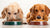 Why Do Dogs Like Kibble? Understanding Their Culinary Preferences