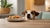Why Do Dogs Like People Food So Much? Exploring the Intriguing Nature of Canine Begging Behavior