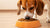 Why Do Dogs Like to Eat Cat Food? Understanding Canine Cravings and Dietary Needs