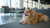 Why Do Dogs Like Treats More Than Kibble? Understanding Their Preferences