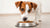 Why Do Dogs Like Wet Food Better? Exploring the Appeal of Canned Nutrition
