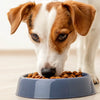 Why Do Dogs Like Wet Food? Understanding Their Preference