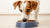 Why Do Dogs Like Wet Food? Understanding Their Preference