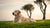 Why Do Dogs Lose Weight? Understanding the Causes and Solutions