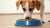 Why Do Dogs Love Cat Food So Much?-140651299055