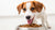 Why Do Dogs Love Wet Food? Understanding Their Preferences