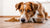Why Do Dogs Move Their Food to Eat It? Understanding This Quirky Behavior-140134318319