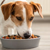 Why Do Dogs Need Grain in Their Food? Understanding the Role of Grains in Your Dog's Diet