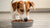Why Do Dogs Need Grain in Their Food? Understanding the Role of Grains in Your Dog's Diet
