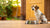 Why Do Dogs Not Want to Eat Their Food? Understanding Canine Appetite Challenges-140135235823
