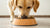 Why Do Dogs Nudge Their Food Bowl? Understanding This Common Canine Behavior
