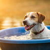 Why Do Dogs Paddle in Their Water Bowl? Understanding This Playful Behavior