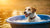 Why Do Dogs Paddle in Their Water Bowl? Understanding This Playful Behavior-140789285103