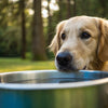 Why Do Dogs Paw Their Water Bowl? Understanding This Common Behavior