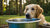 Why Do Dogs Paw Their Water Bowl? Understanding This Common Behavior-140793643247