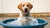 Why Do Dogs Play in Their Water Bowl? Understanding Your Pup's Quirky Behavior