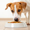 Why Do Dogs Push Food Out of Their Bowl?